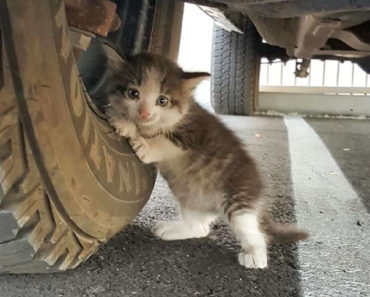 stray-kitten-found-under-truck-adopted-cat-axel-5-370x297